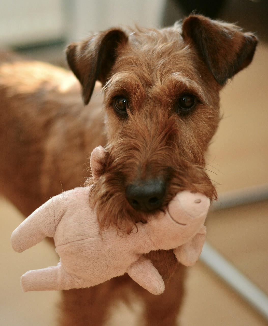 Different Types of Dog Toys and How to Choose the Right One for Your Dog